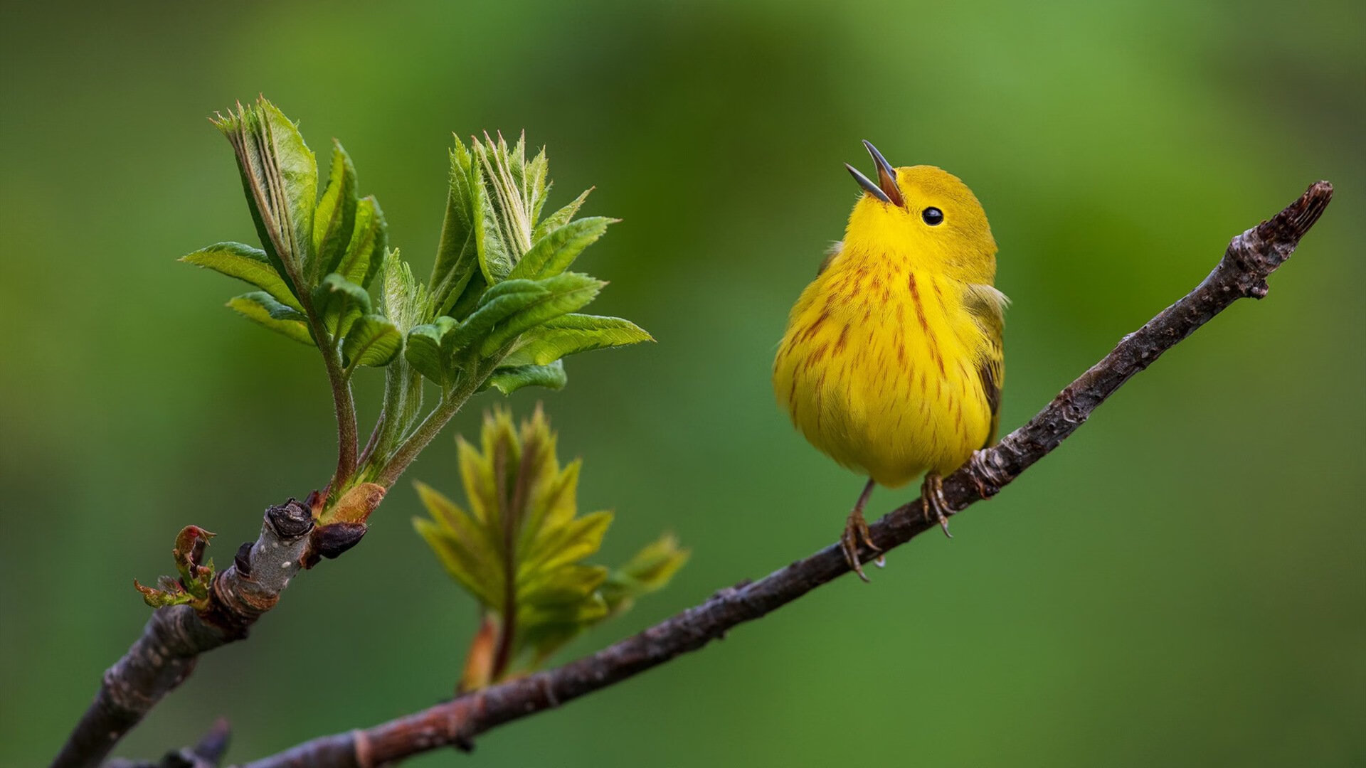 库里关键先生再立奇功，湖人集体火力却更胜一筹？