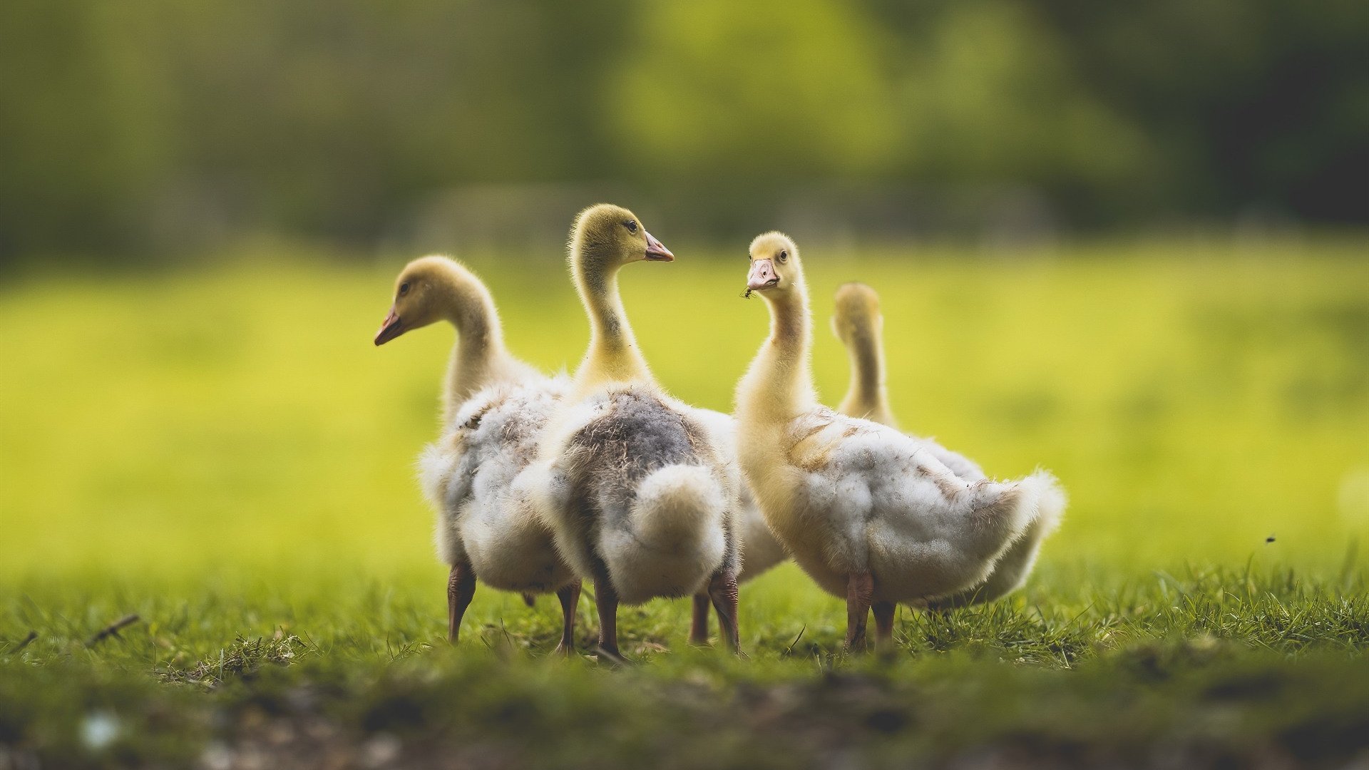 恩比德降维打击引爆全场，国际球星统治力碾压CBA冠军？