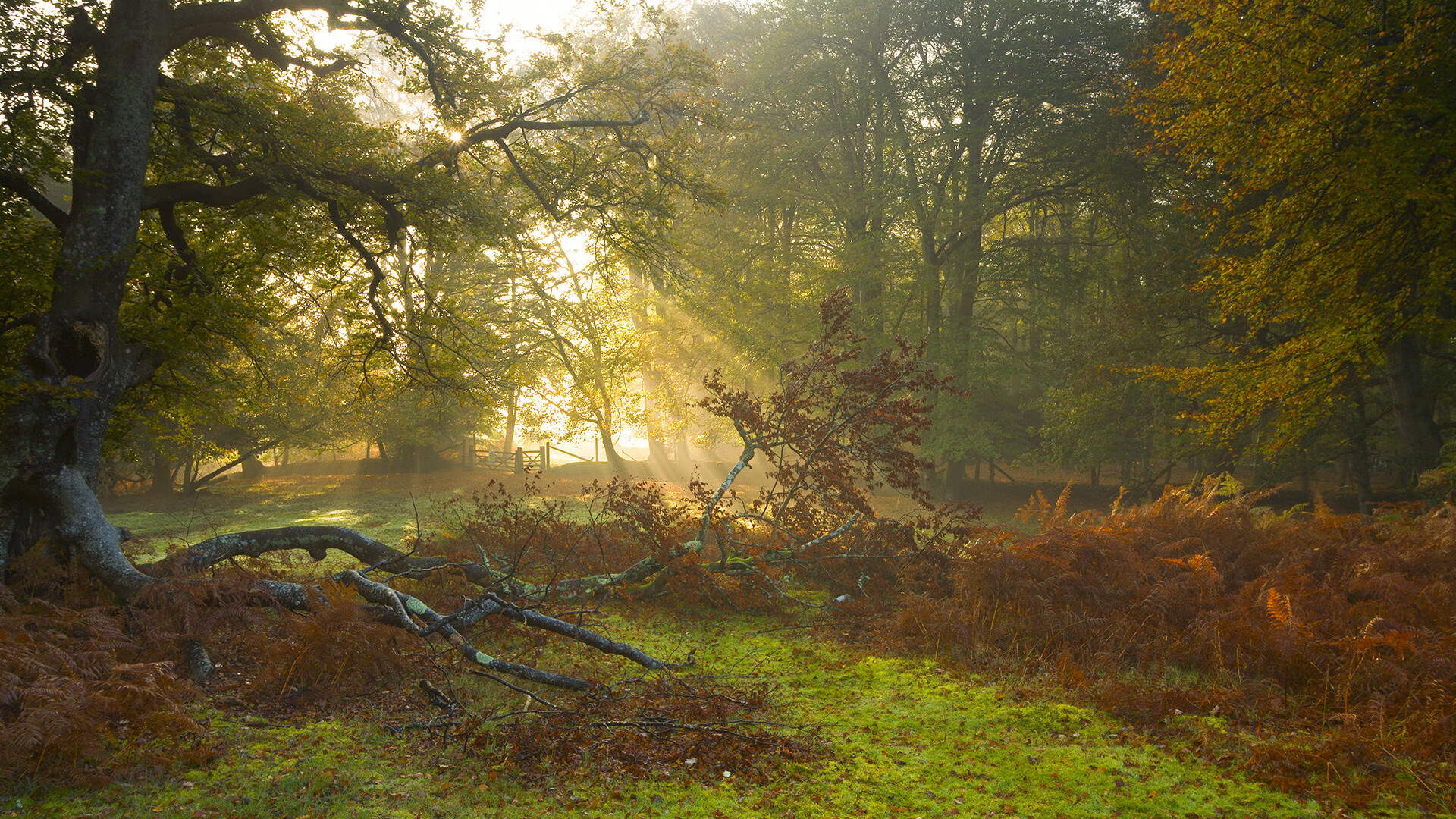 震惊！篮网对阵独行侠，乔治赛后评分拉满引热议