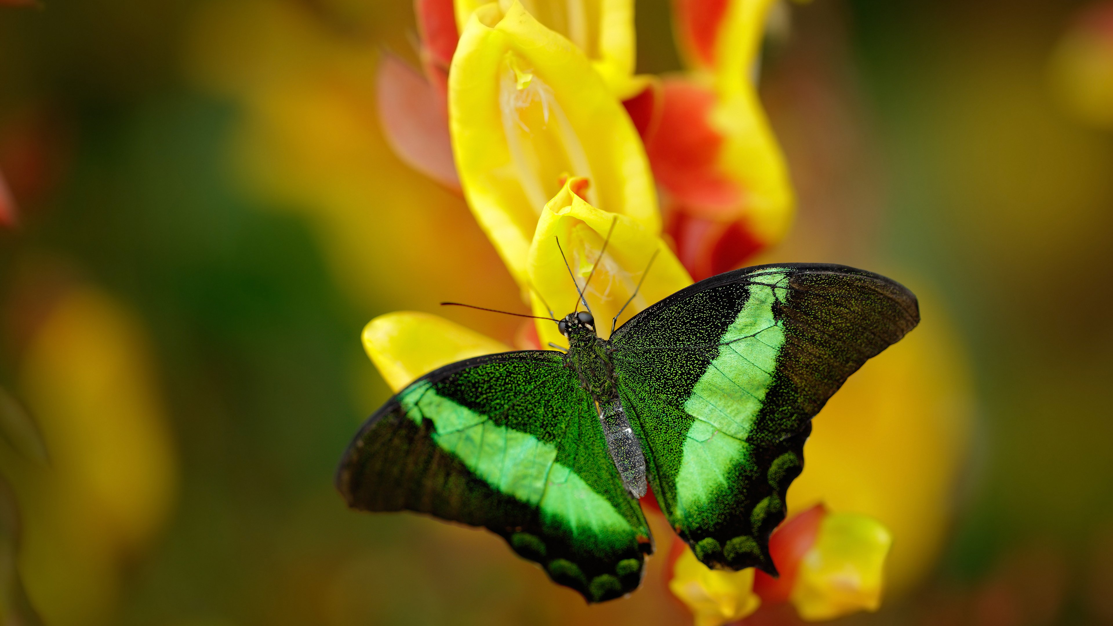 东决关键焦点战，爱尔兰轻取塞内加尔，强势晋级彰显团队实力