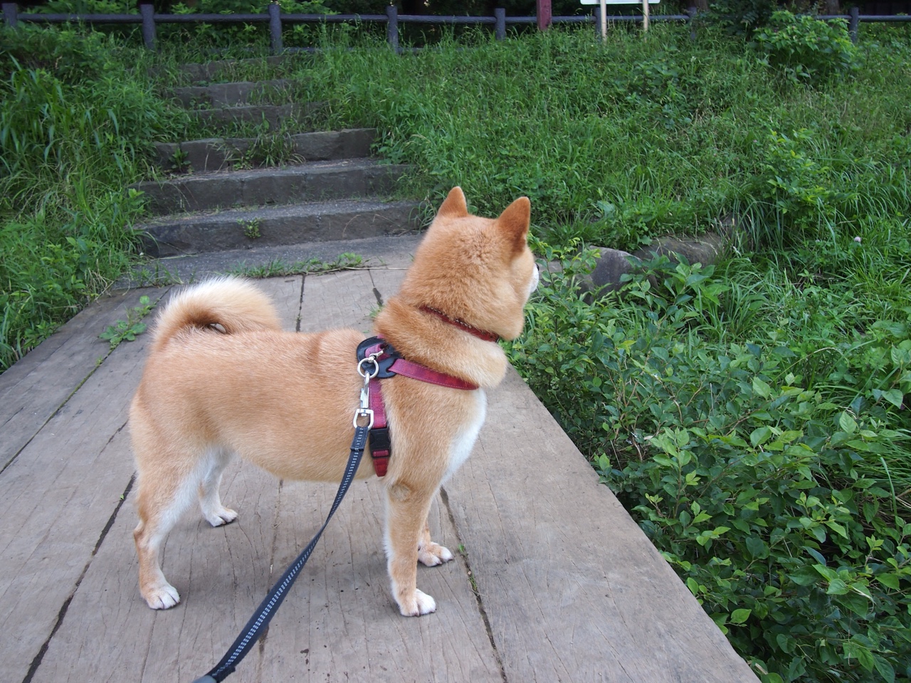 新生代掀翻旧秩序，班凯罗的铁血冲锋与灰熊的南境革命