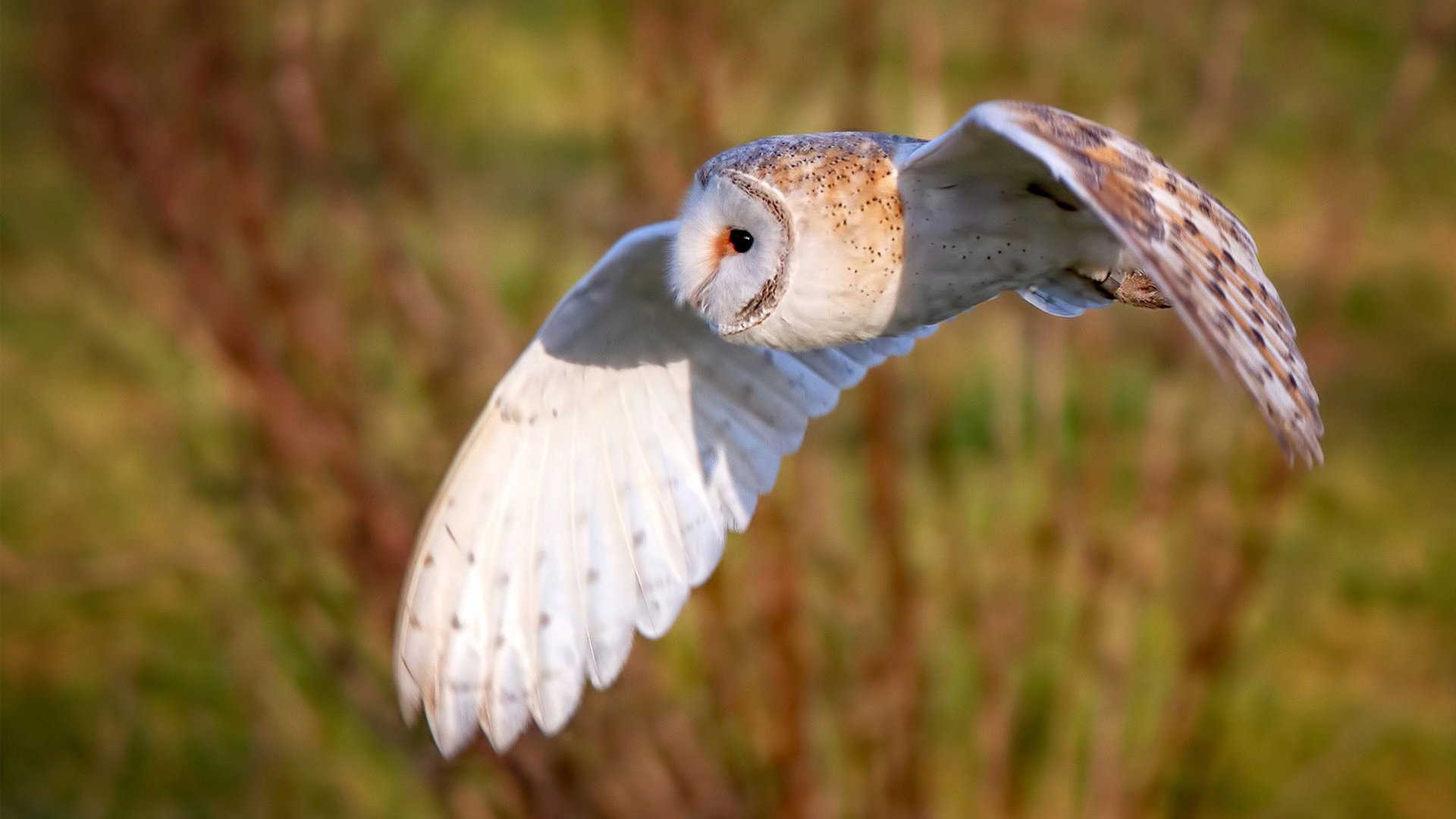 当欧洲绿茵碰撞北美豪情,摩纳哥与皇家社会的季后赛级鏖战