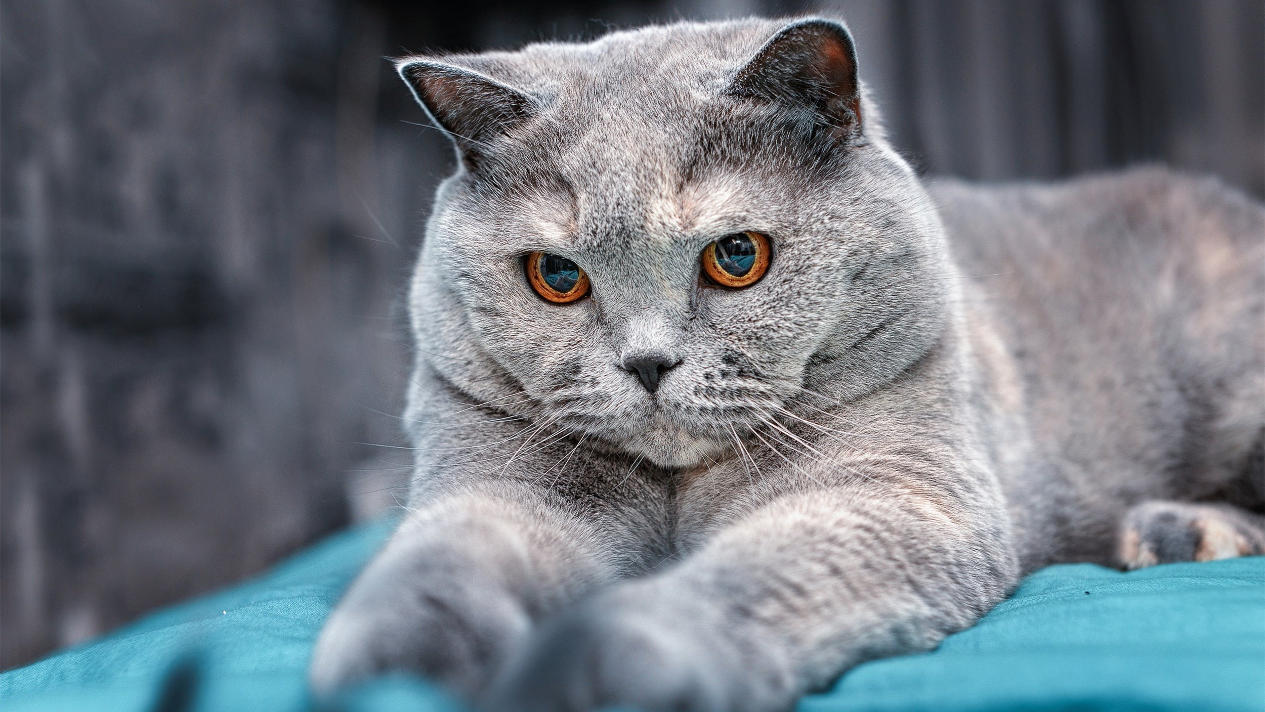 恩比德高能输出！奇才对阵爵士内线霸主统治全场