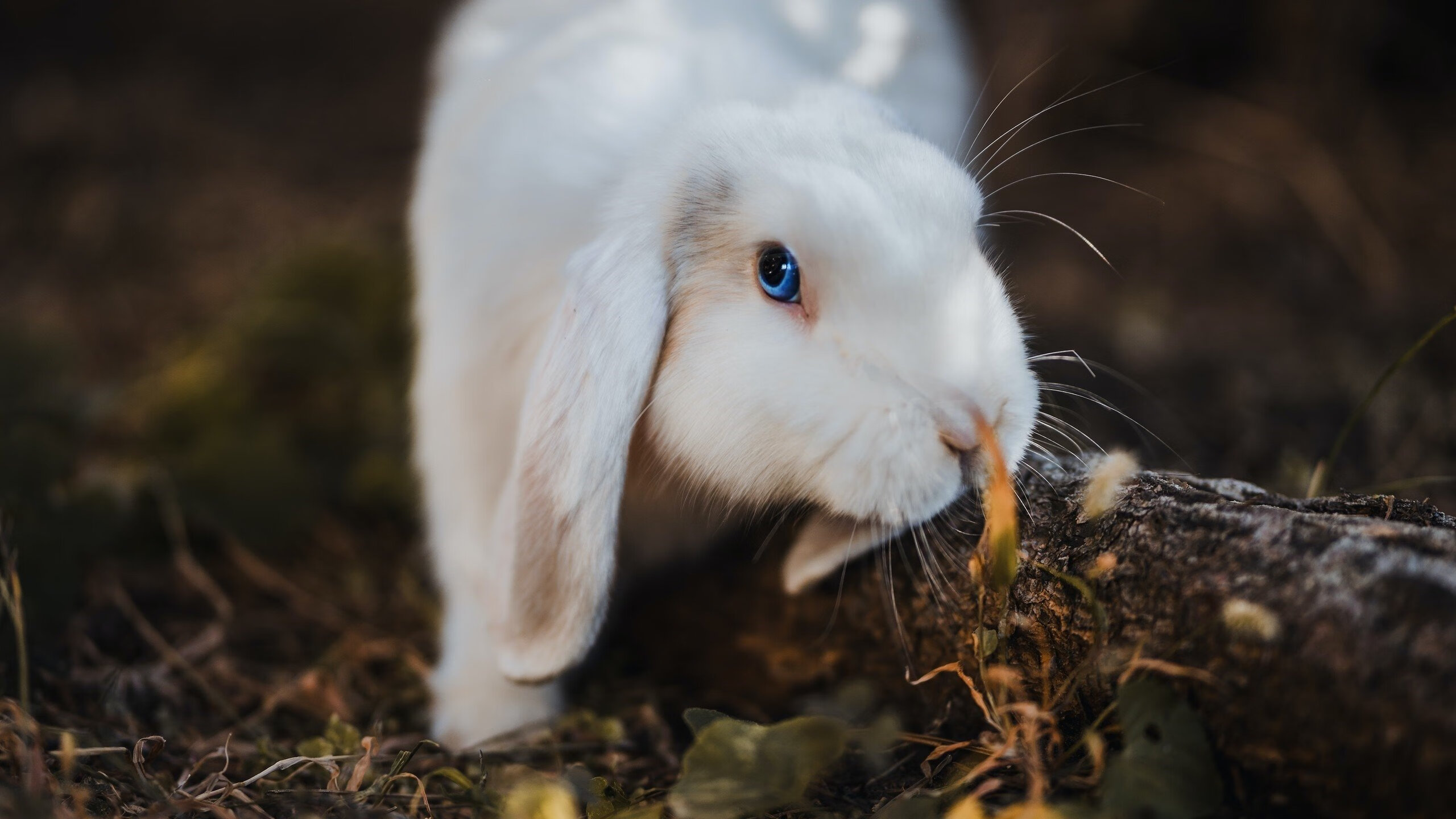夜战终章，当克莱在拉斯维加斯末节接管比赛