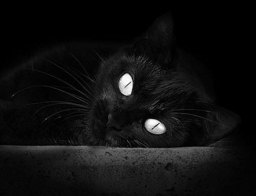 绿茵与赛道，当代体育的双重奏