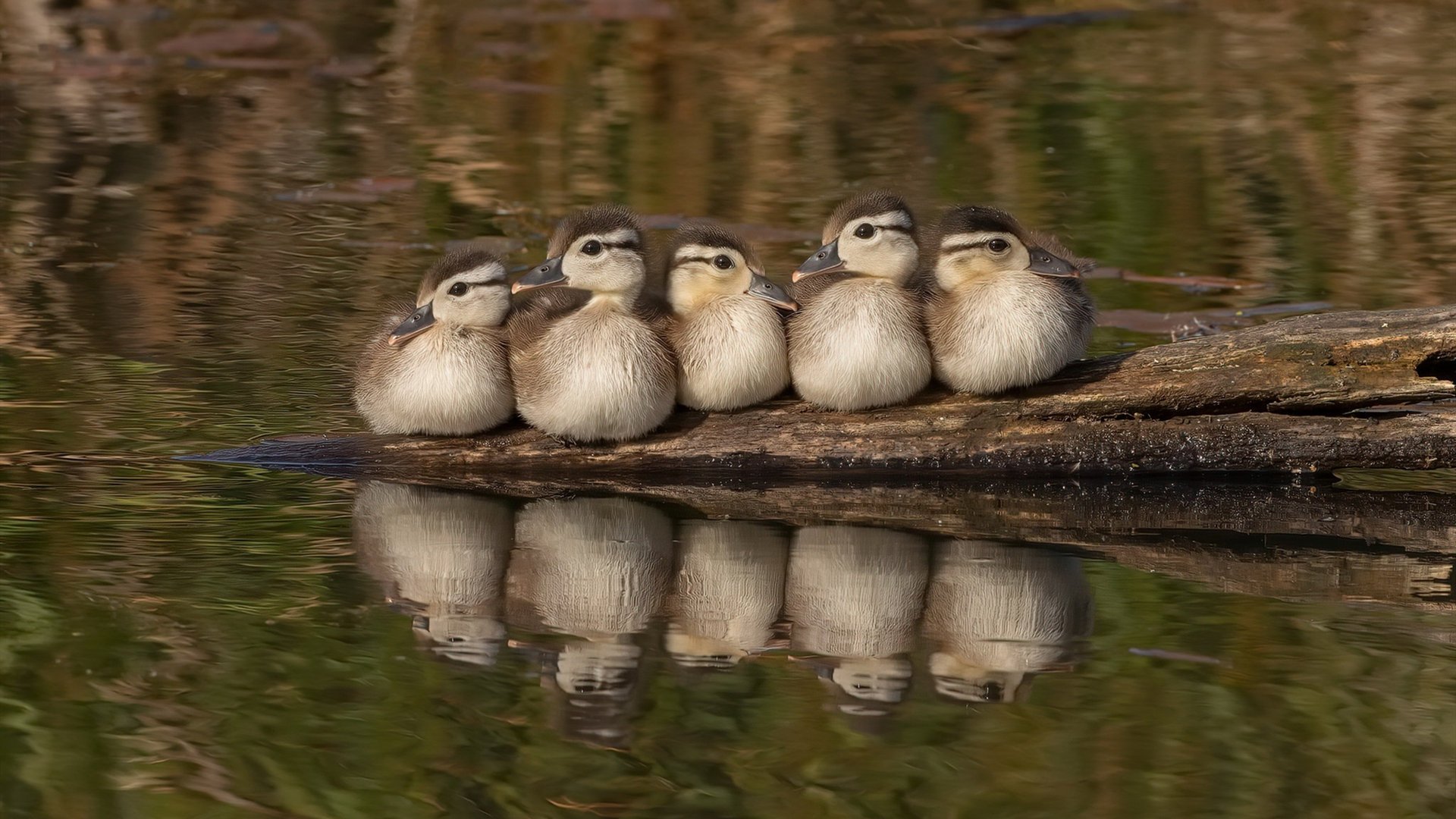 篮球双星,北京队击败吉林队,库里西决生死战接管比赛
