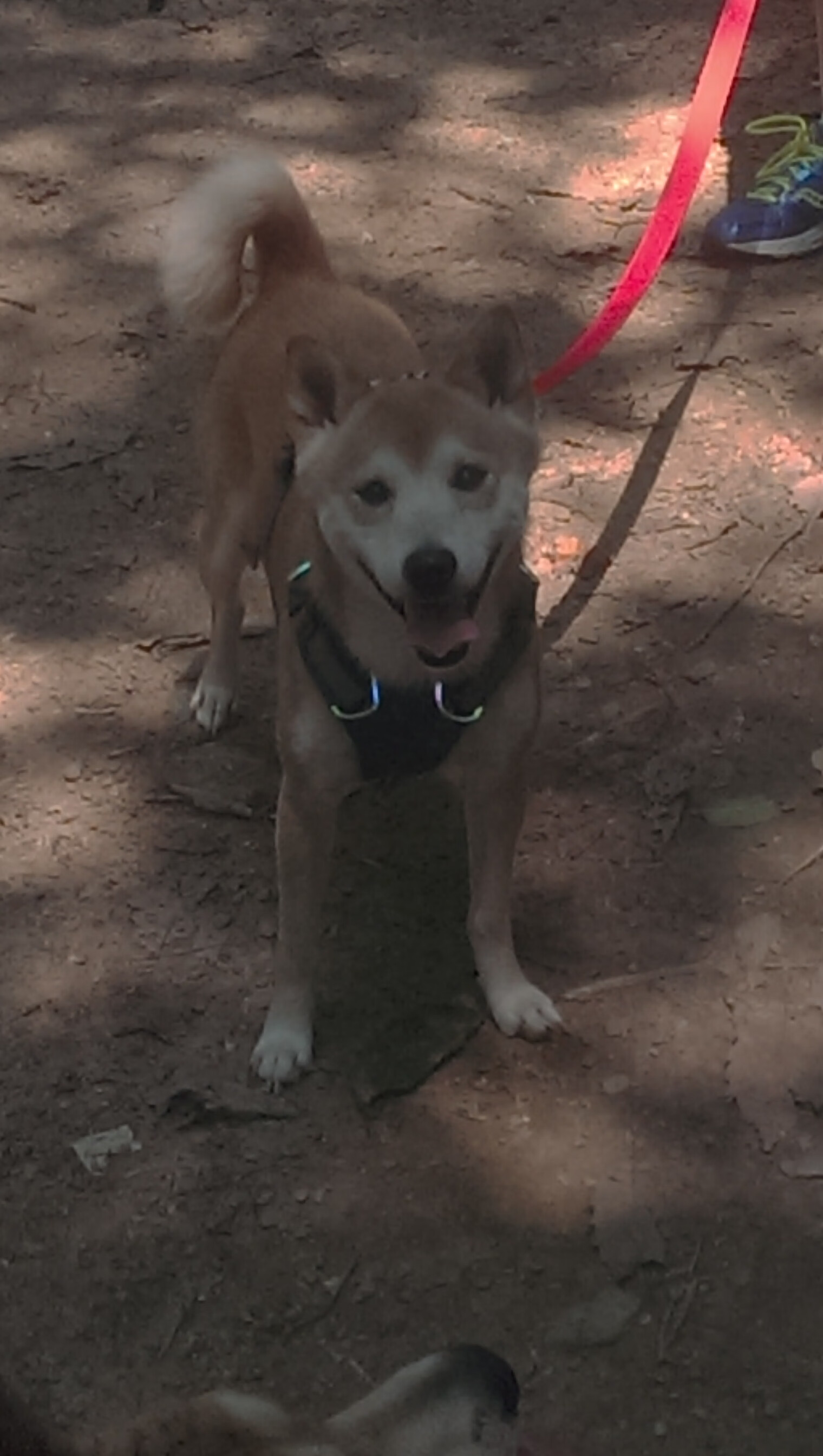 光芒与暗影，当哈登的孤星照亮勇士的银河