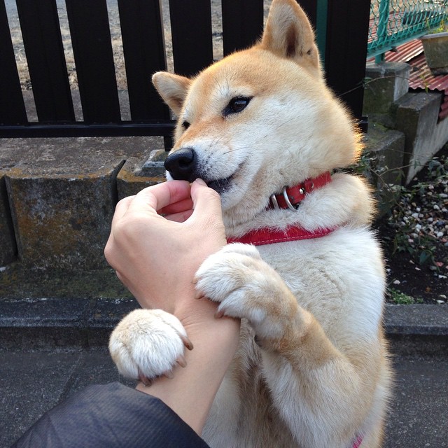 篮球场上的欧冠式焦点对决，步行者连续得分狂潮压制辽宁队