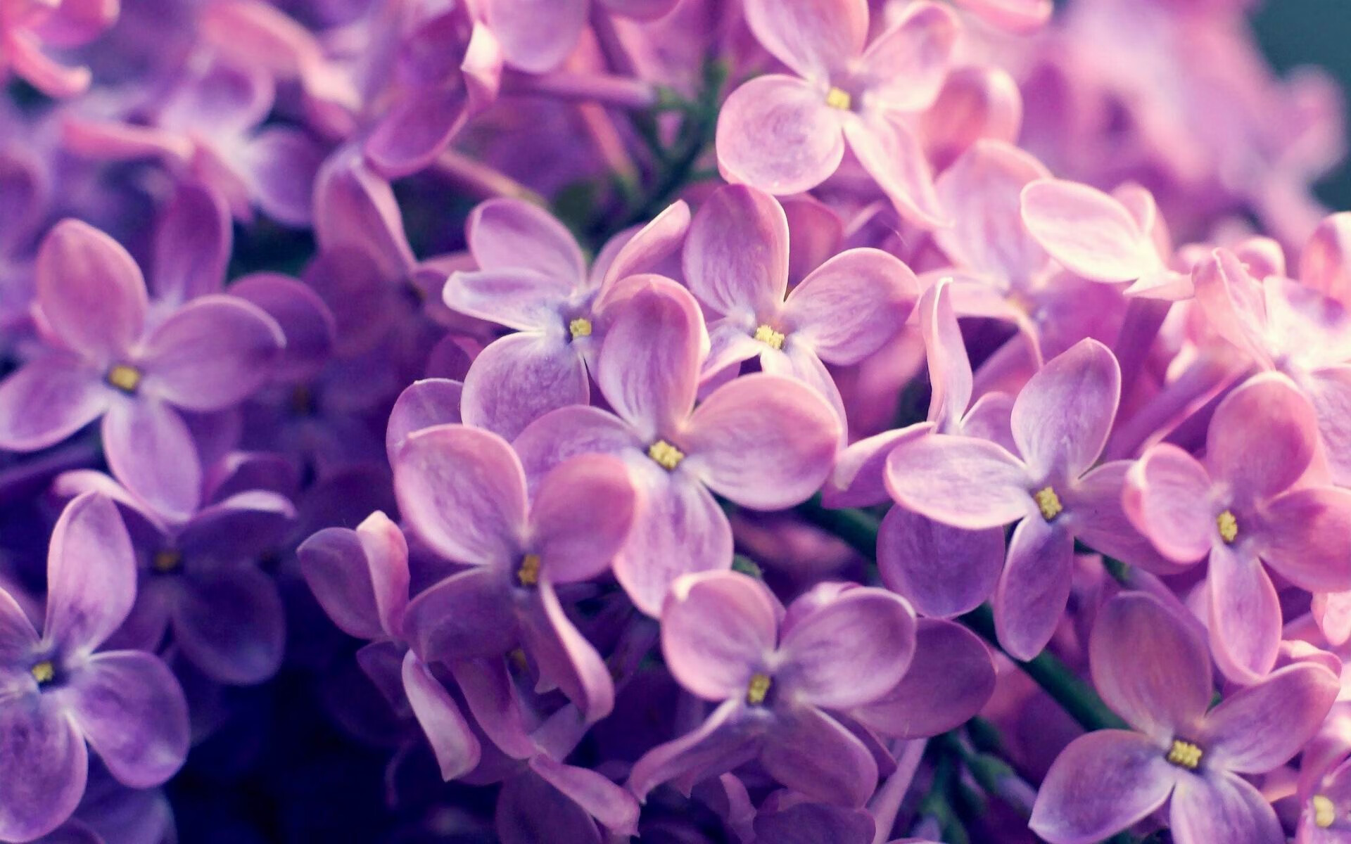 篮球世界的双重奏,公牛铁蹄踏碎天山雪,约基奇智取年度焦点战