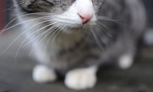 节奏的艺术，从快船掌控马刺到库里欧冠时刻的竞技哲学