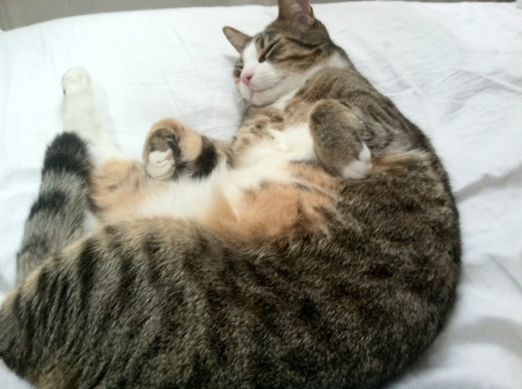 铁蹄踏碎北境，伦纳德孤星难耀