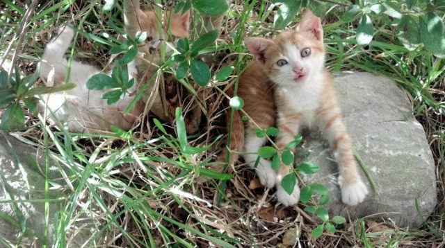三双指挥官!保罗19+11激活团队火力,马刺末节逆转公牛