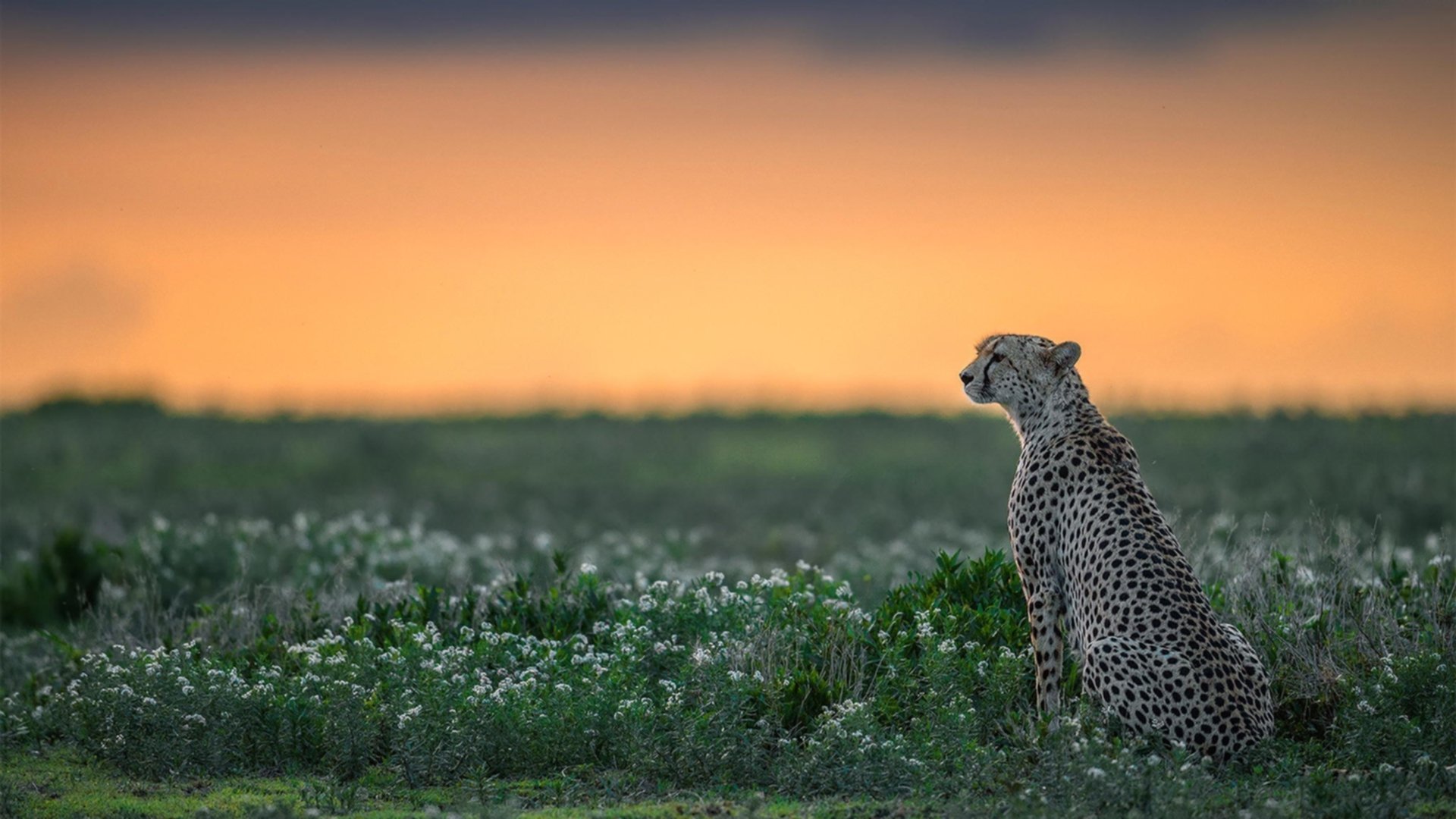芬兰速胜中国,坎特完美演绎中场统治力,引领团队辉煌胜利