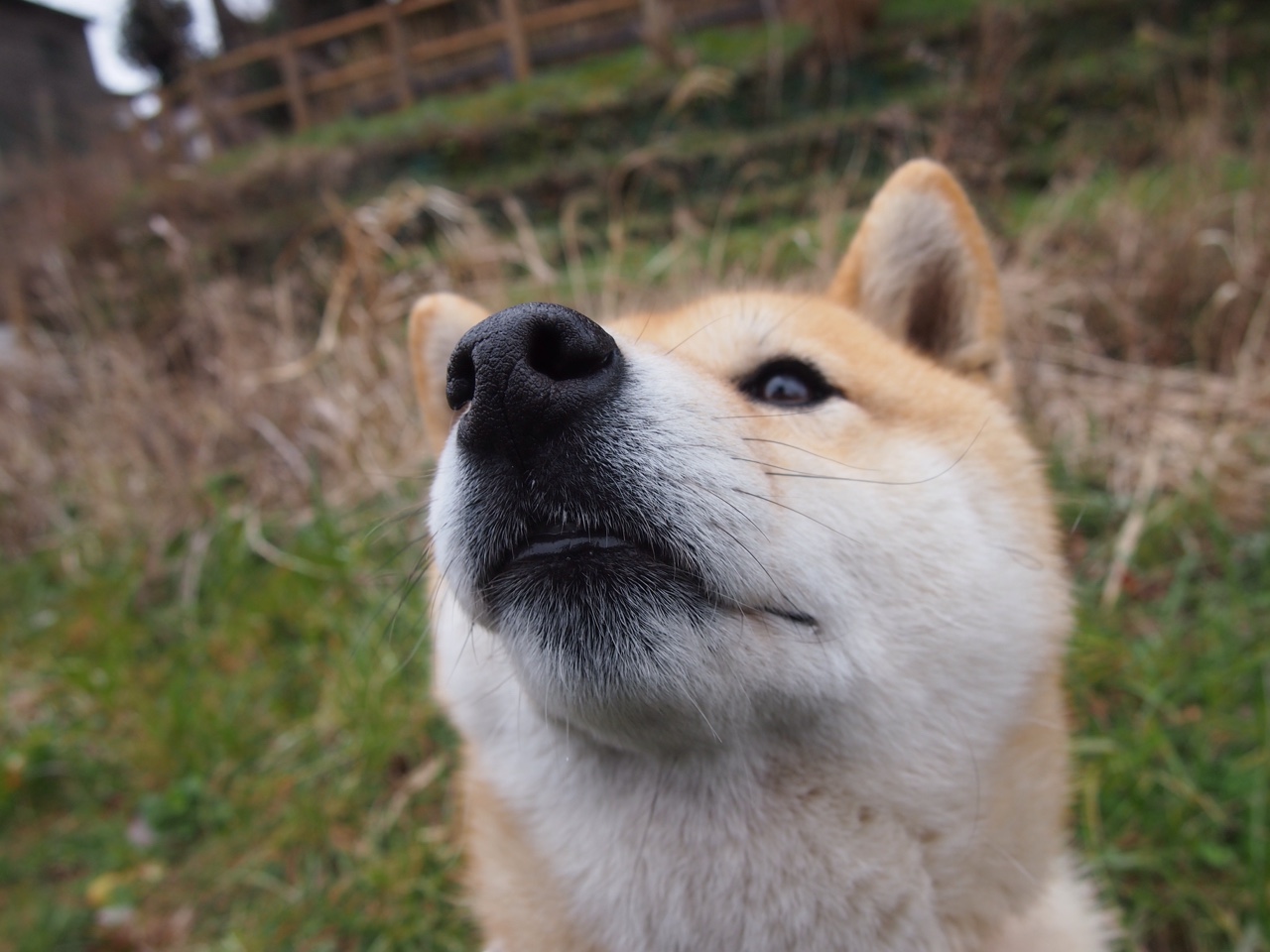 冷门背后的关键先生，墨西哥掀翻日本，德里赫特一锤定音