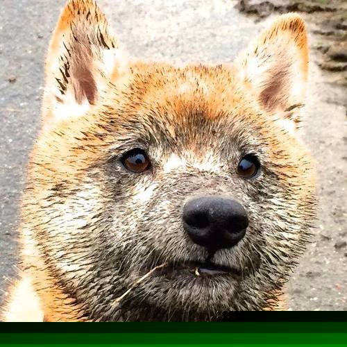 巅峰对决，广东队争冠战击败老鹰，米切尔年度焦点之战闪耀全场