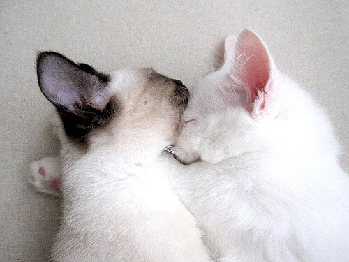 孤星破寒夜，当杜兰特在吉林的凛冬里投出胜负手