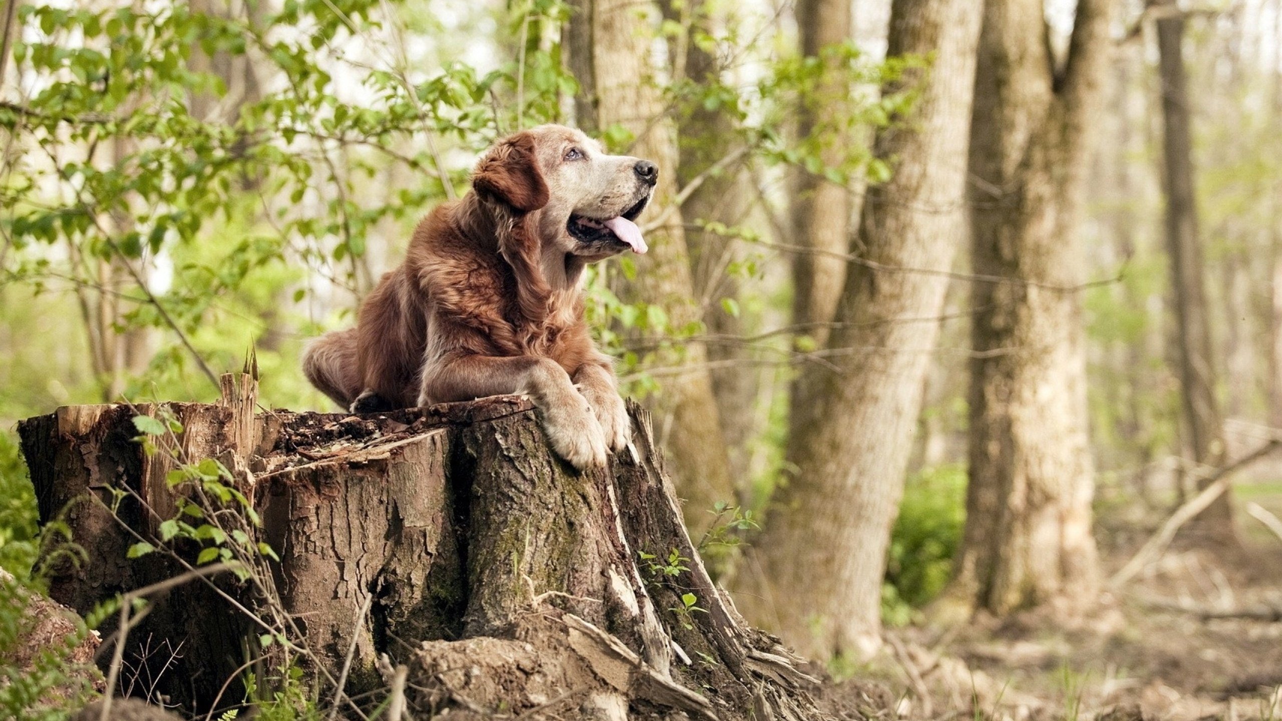 跨界风暴，委内瑞拉末节惊天逆转巴萨，皮克F1街道赛霸气接管
