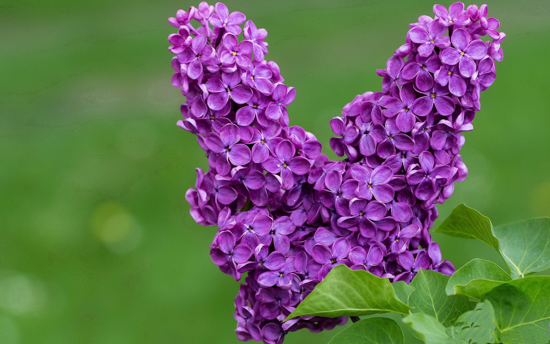 平凡英雄，德罗赞的中距离艺术击溃天赋风暴