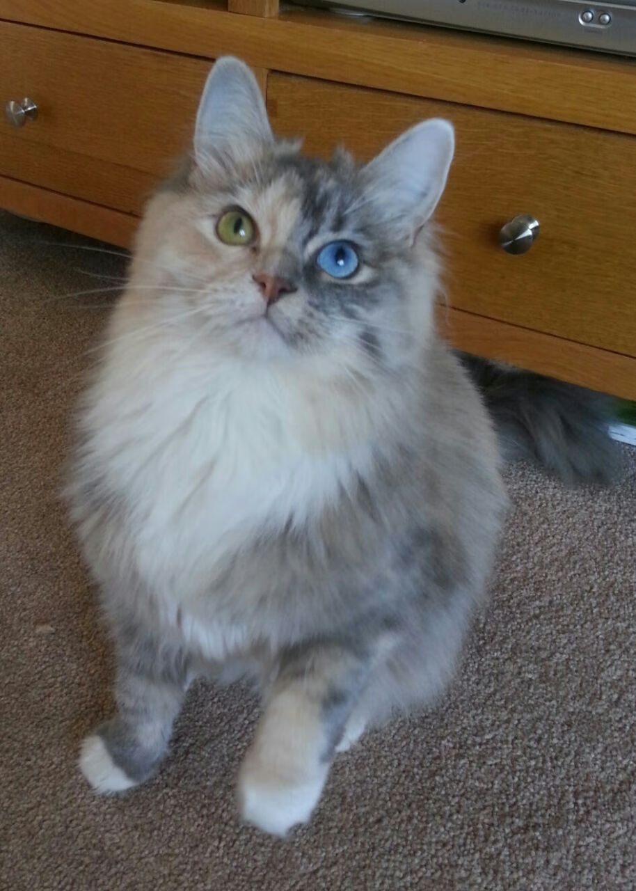 平凡英雄，德罗赞的中距离艺术击溃天赋风暴